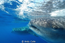 Whale sharks, Isla Mujeres, Mexico. Taken with Nikon D60 ... by Andy Colls 
